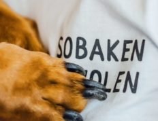 Гостиница для собак