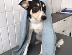 Груминг собак