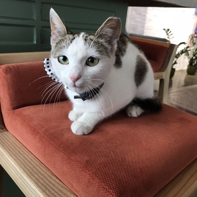 Груминг котов